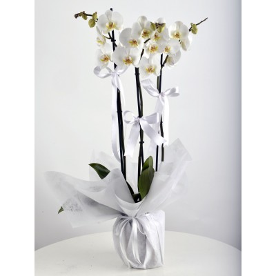 VİP 3 Dallı Beyaz Orkide