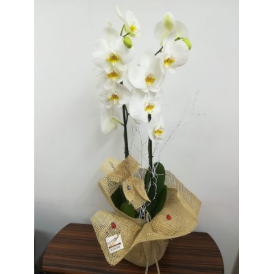 VİP Çift Dallı Beyaz Orkide